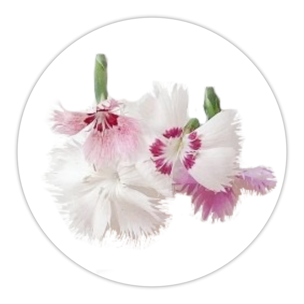 Dianthus Ganicco Farm dianthus-ganicco-farm